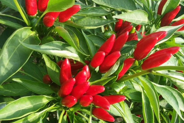 peperoncino2F906A11-9C03-FEE7-12C2-98312E527D67.jpg