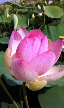 loto 2 web