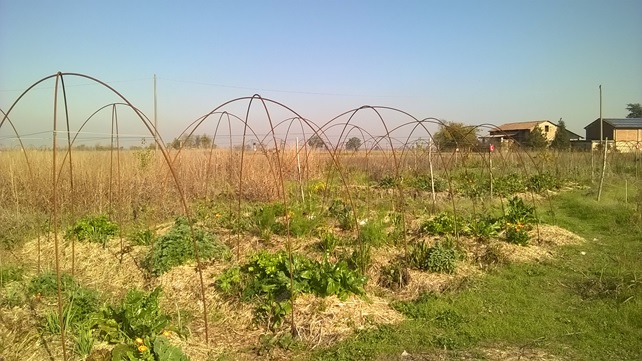 orti